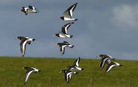 Haematopus ostralegus. Scholekster