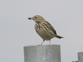 Anthus pratensis. Graspieper