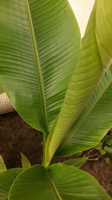 Musa textilis