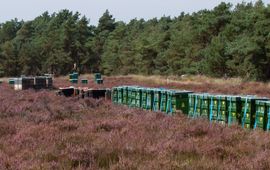 Bijenkasten op een heideterrein