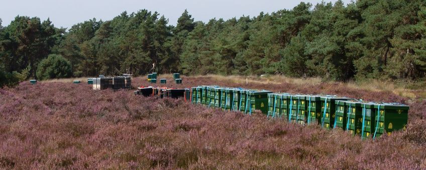 Bijenkasten op een heideterrein