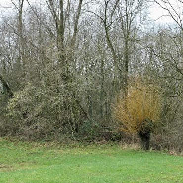 Bloeiende hazelaar in arboretum Poort Bulten, december