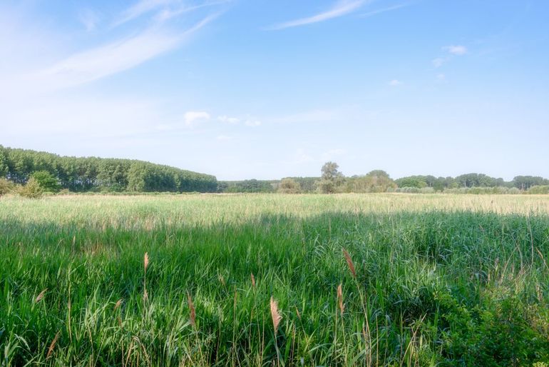 Het Pompveld voor de aanleg van het helofytenfilter