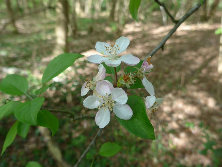 Bloeiende wilde appel in het Lieverderbos (Drenthe); een lichtminner in een steeds donkerder wordend bos