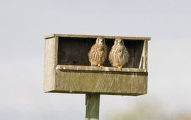 Harvey van Diek Twee jonge torenvalken in een nestkast op Texel