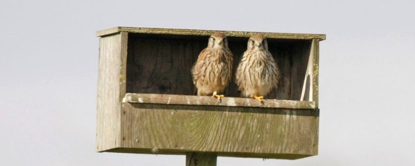 Twee jonge torenvalken in een nestkast op Texel