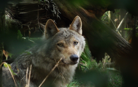 J. van Leeuwen / Wolvenmeldpunt Wolf