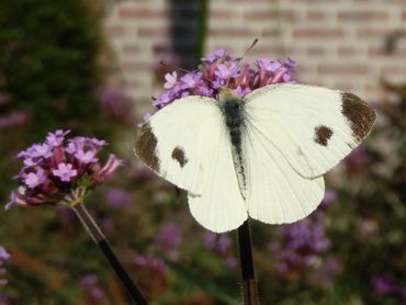 Het scheefbloemwitje heeft zich sterk uitgebreid en is nu volwaardig opgenomen in de herkenningskaart van de witjes