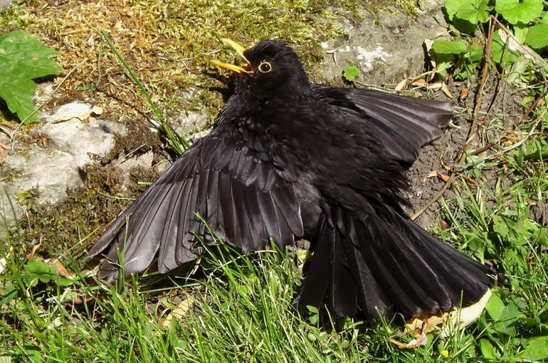 Extra wonderlijk: in de zomer helpt dat wondernet vogels juist om af te koelen