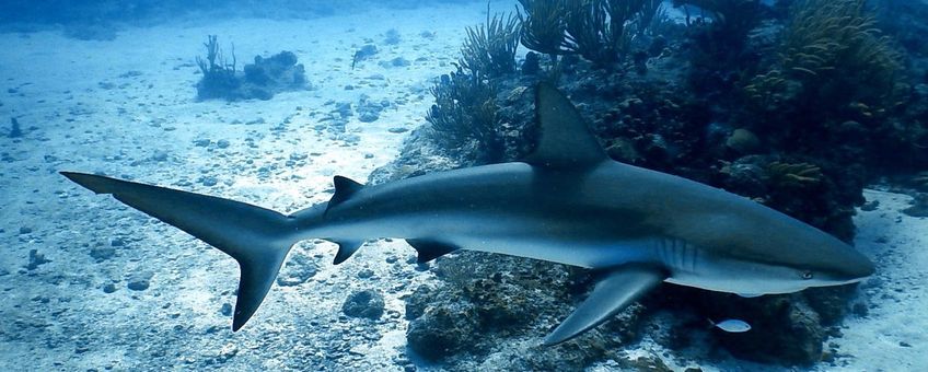 Caribbean Reef Sharks – Making their home on the Key Largo Reefs