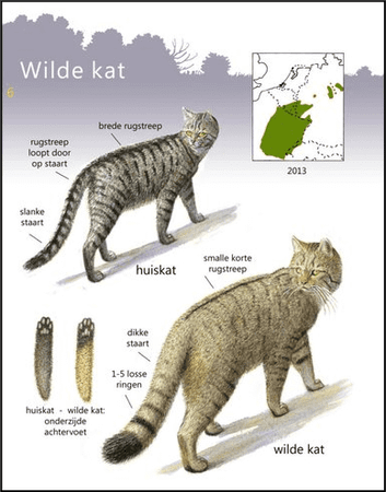 Verschil tussen de wilde kat en cyperse huiskat