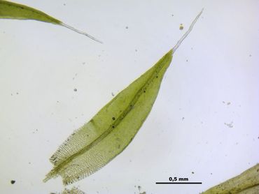 Gewoon muisjesmos, blaadje onder de microscoop