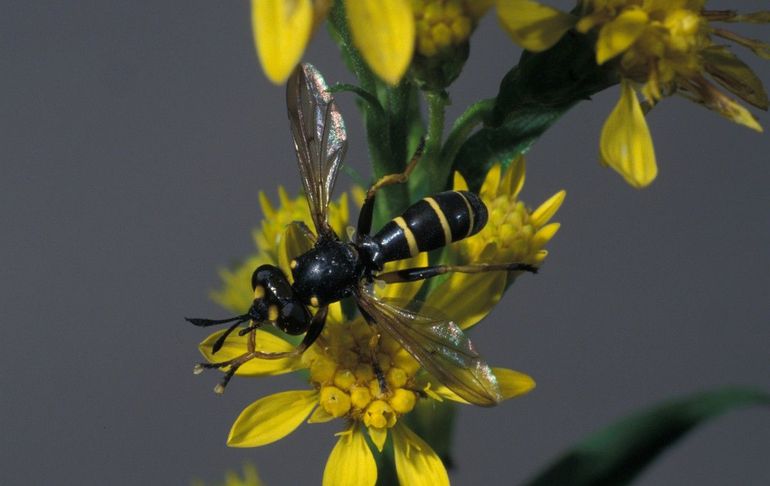 De zwartgele blaaskop, hier een vrouwtje, parasiteert op hommels