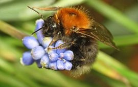 Boomhommel koningin