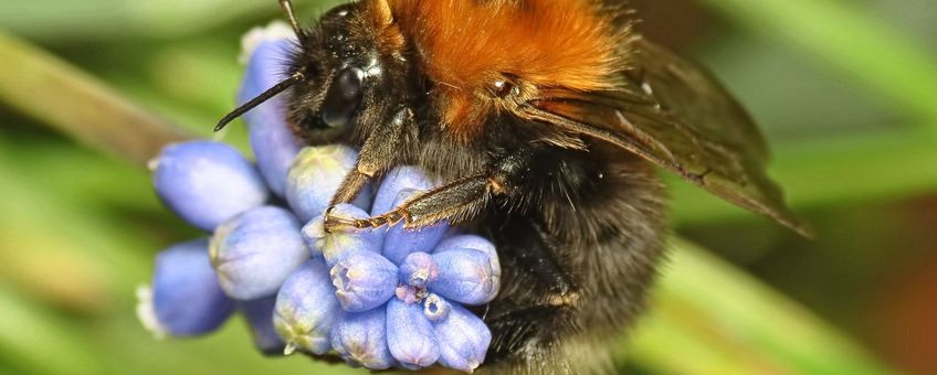 Boomhommel koningin