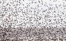 Bart Vastenhouw Bonte Strandlopers in vlucht