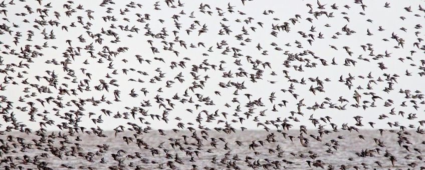 Bonte Strandlopers in vlucht