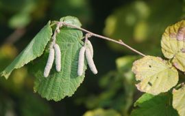 Hazelaar in herfst