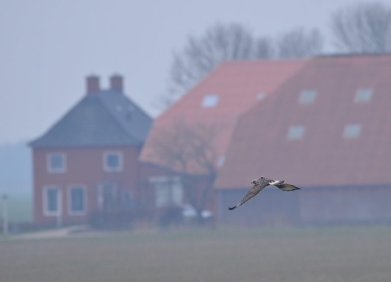 Het gezenderde ruigpootbuizerdvrouwtje in haar winterterritorium met een typisch Oost-Groningse boerderij op de achtergrond. Goed zichtbaar is de GPS-zender op haar rug