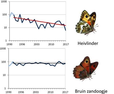 De trend van de heivlinder (boven) en het bruin zandoogje vanaf 1992