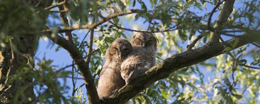 Strix aluco. Bosuil pullus