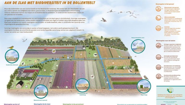 Poster 'Aan de slag met biodiversiteit in de bollenteelt'