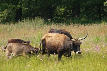 Grote grazers als de tauros houden de natuurgebieden open en zorgen met hun gegraas voor meer bloemen, insecten en vogels