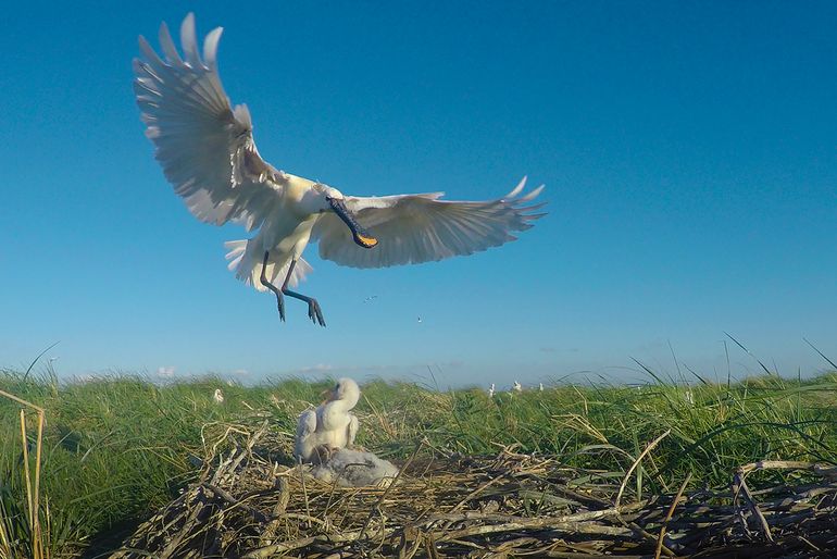 Lepelaar landt op nest met jongen (WAD, 2018)