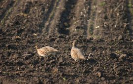 Paartje patrijzen op een aardappelakker in relatief besloten gebied op het zand