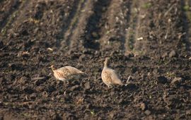 Henk Jan Ottens - EENMALIG GEBRUIK Werkgroep Grauwe Kiekendief Paartje patrijzen op een aardappelakker in relatief besloten gebied op het zand