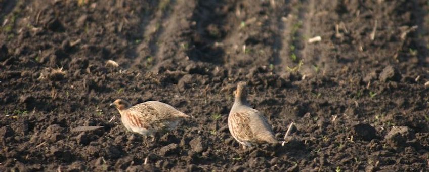 Paartje patrijzen op een aardappelakker in relatief besloten gebied op het zand