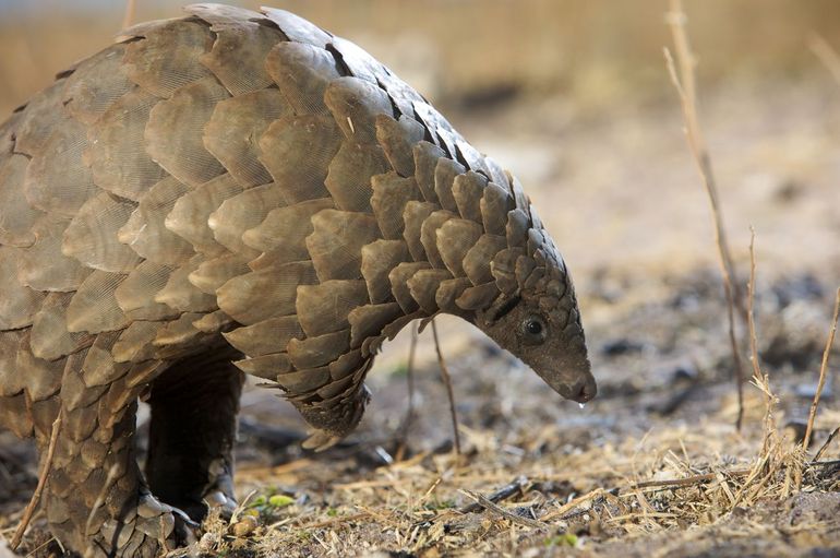 Het schubdier is het meest gestroopte zoogdier ter wereld. Zijn schubben zijn gewild om medicijnen van te maken