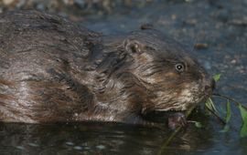 Mark Zekhuis, Saxifraga Bever