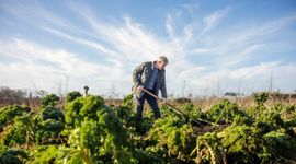 boerenkool-groeit-naast-de-voetbalvelden-foto-door-angeline-swinkels