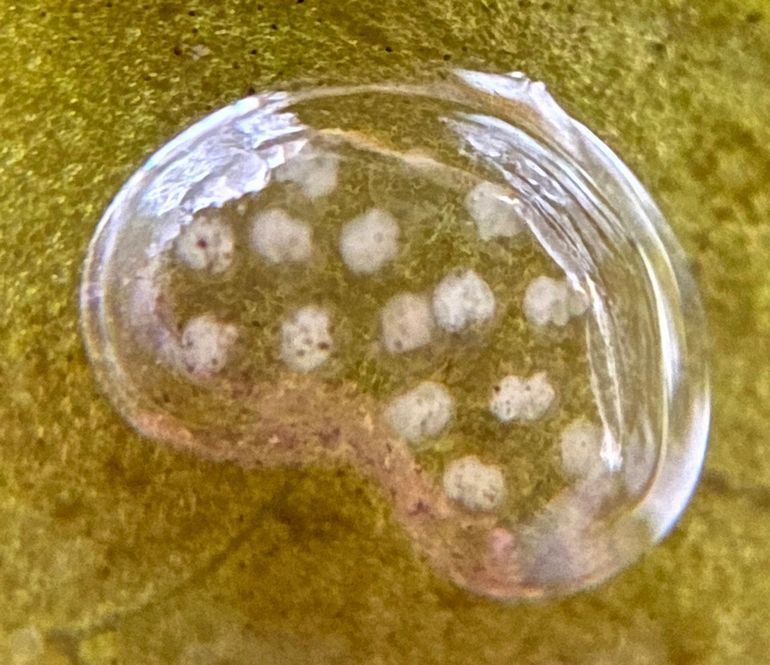 Eikapsel met embryo’s van de zoetwaterslak Puntige blaashoren, Ouderkerkerplas bij Ouderkerk aan de Amstel