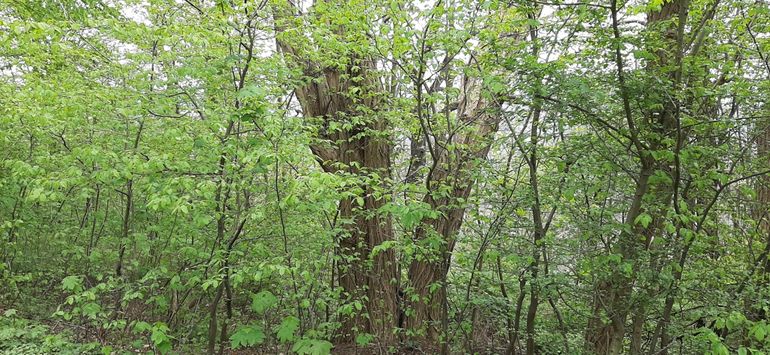 Spontane bosontwikkeling (in Luik, België) onder gesloten robinia-kronendak, gedomineerd door haagbeuk en esdoorn