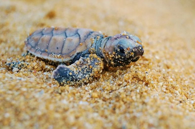 Jonge zeeschildpad