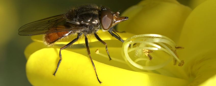 Rhingia campestris, gewone snuitvlieg