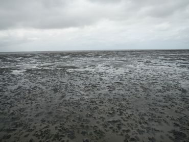 Jonge mosselbank, enkele maanden na vestiging op een droogvallende wadplaat oostelijk van Schiermonnikoog