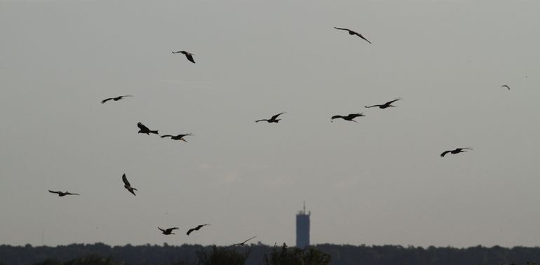 Rode wouwen van de Zweedse populatie vertrekken naar het zuiden langs Falsterbo