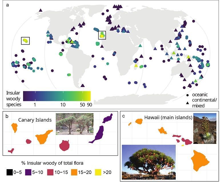 Figure 1: global geographic distribution of insular woodiness at the level of islands. a) The number of insular woody species across all islands. b,c) Proportion of insular woody species of the total flora on the Canary Islands and Hawaii. The inlet pictures show three iconic examples of insular woodiness: Echium virescens on the Canaries, Argyroxiphium sandwicense, and Dubautia waialealae on Hawaii