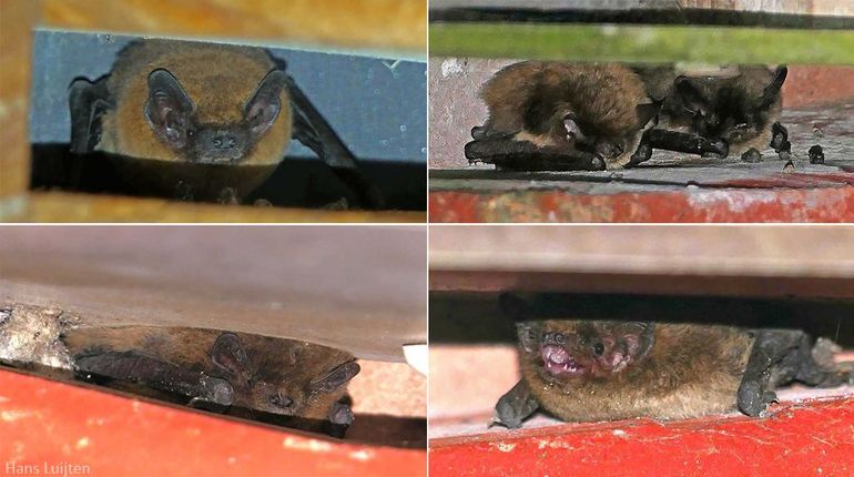 Eén tuinteller telde onder zijn dakpannen en in vleermuiskasten in zijn tuin een gewone dwergvleermuis (linksboven), twee baardvleermuizen (rechtsboven) en twee ruige dwergvleermuizen (onder)