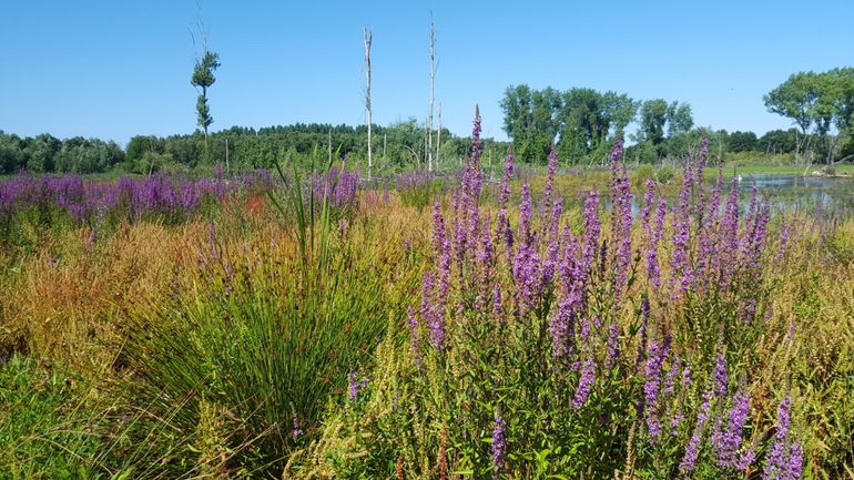 Bloemrijke ruigten met kattenstaart