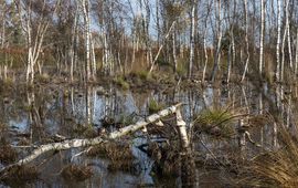 Staatsbosbeheer De aangelegde kades houden het regenwater zoveel mogelijk in het gebied. De buffers aan de rand van het gebied zorgen voor tegendruk in het grondwater.