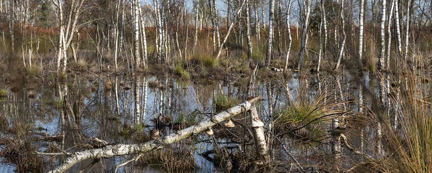 De aangelegde kades houden het regenwater zoveel mogelijk in het gebied. De buffers aan de rand van het gebied zorgen voor tegendruk in het grondwater.