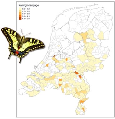 De koninginnenpage werd, behalve ten zuiden van de grote rivieren, waar hij al jaren voorkomt, ook daarboven regelmatig uit tuinen gemeld