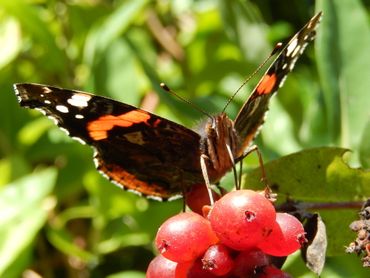 Atalanta op de bessen van kamperfoelie