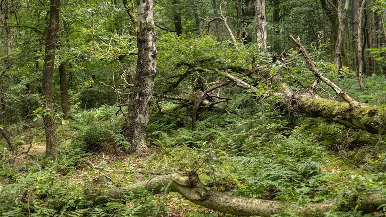 Een belangrijk verschil tussen bosbeheer vroeger en nu: nu laten we veel meer dode bomen in het bos staan en liggen. Dat is goed voor de biodiversiteit