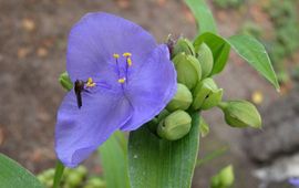 Tradescantia virginiana. Eendagsbloem