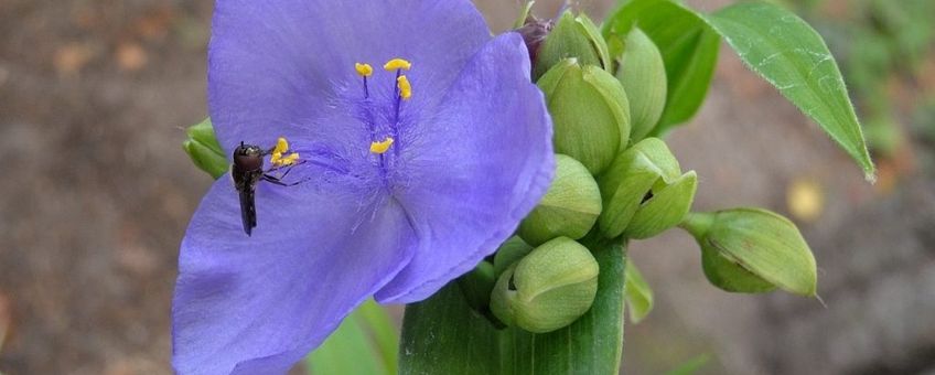 Tradescantia virginiana. Eendagsbloem